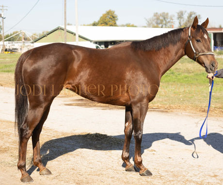 REBA ATTACK- Precious little mare