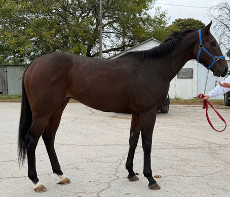 Adopted - LAST MINUTE - Big, fancy boy with lofty trot
