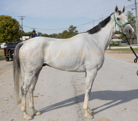 KANITHAPPEN - Lovely 16.1 hand hand grey boy