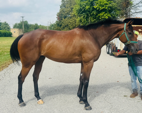 PAYNT BY LETTERS - Solid, gorgeous big gelding