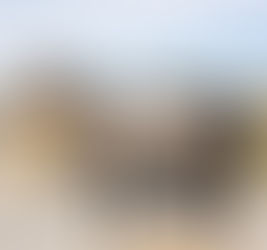 Adopted- JAMAICAN TRAFFIC - Tall and elegant grey mare with amazing movement