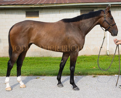 Adopted- CHANT NATION - spectacular mare