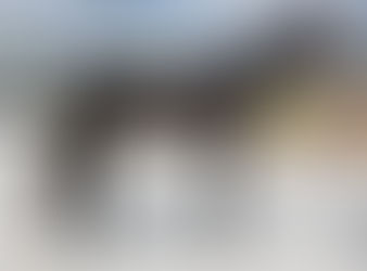 Adopted -RUNS UNBRIDLED - Big sweet unraced gelding