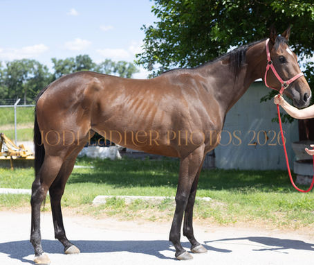 Adopted -  DANG IT BABE - What an incredible big, beautiful  Pioneer of the Nile granddaughter!