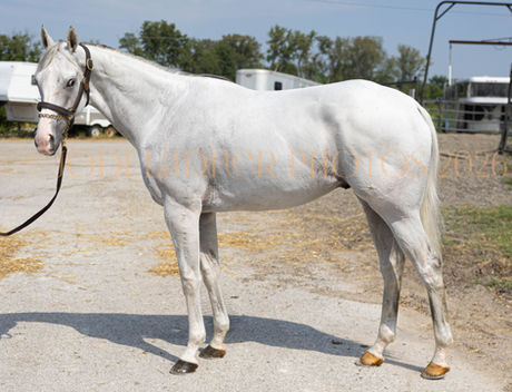 WHISTLEWHILEYOUMOW - beautiful big grey man