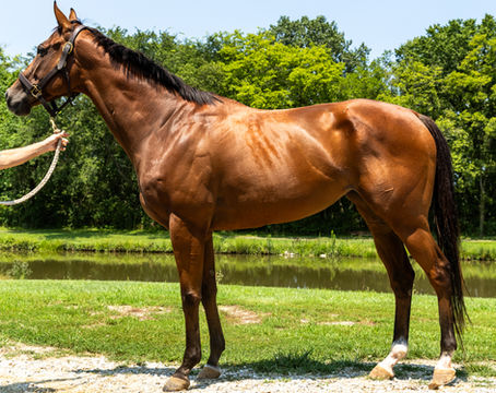 CANDY LOOKER- Outstanding big mare