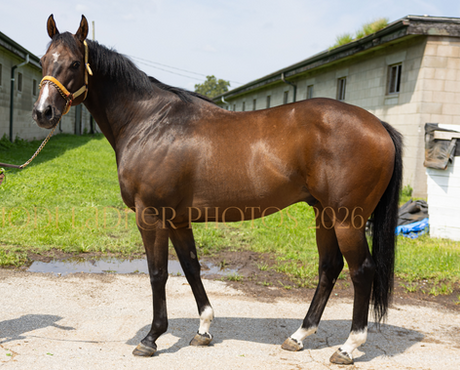 UPBEAT MELODY - gorgeous dappled dressage/flat stunner