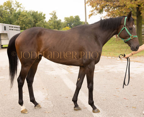 ATRAXA - classy filly with a huge and floating trot