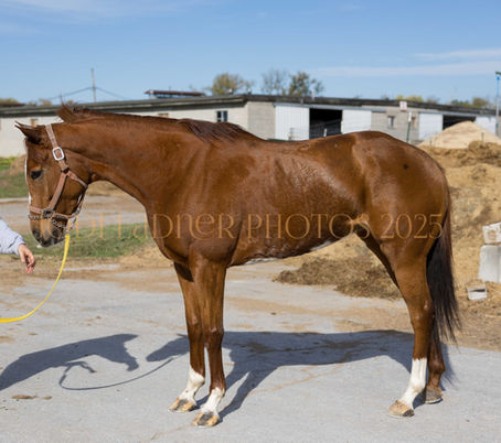 ADOPTED! MISS DUTTON - Darling and dainty mare with amazing markings - Yellowstone fans