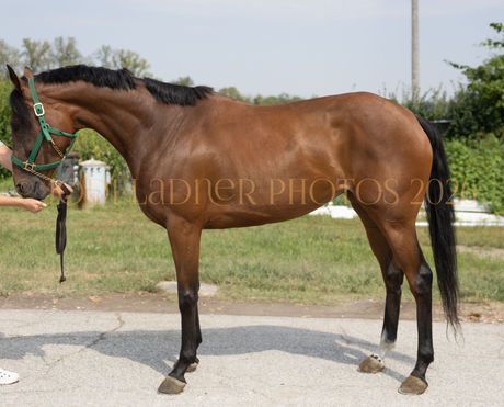 COLLIE WRAY'S KITTY - Lovely Mare with an Excellent Pedigree