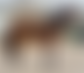 MORO MAESTRO - pretty Kentucky bred girl