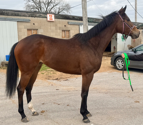 MORO MAESTRO - pretty Kentucky bred girl