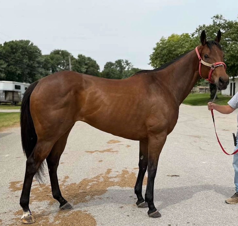 REYANNO ROYAL- Super athletic English Channel granddaughter