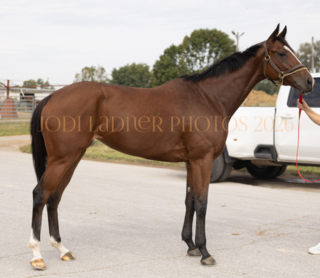 TEGWAR- lovely, special mare