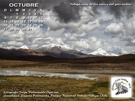 SuTiSy 13.12.2011 Crack   With Serial Key [Win/Mac] [Latest-2022]