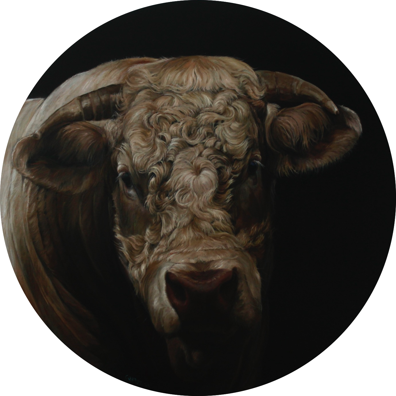 25075-TAUREAU CHAROLAIS-huile sur toile de lin-rond 80cm