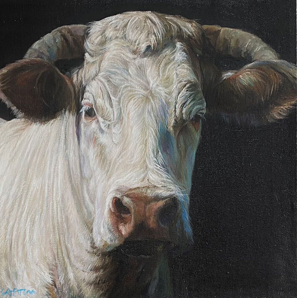 24068-VACHE CHAROLAISE-huile sur toile de lin-40x40cm