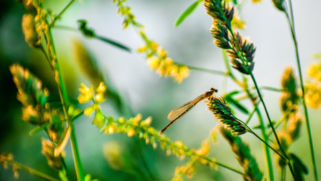 Shared Action for Nature - Celebrating Biodiversity Day