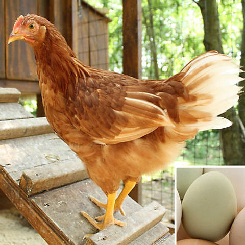 starlight green egger 2.jpeg