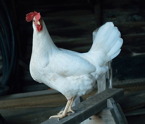 leghorn.png