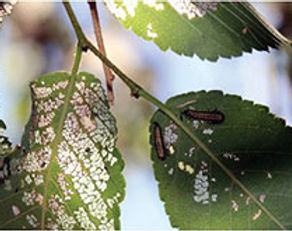 Elm Leaf Beetle