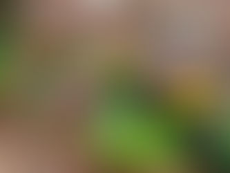 花壇の植え替え、実際いくらかかる？