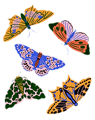 8x10 Moth Illustration Artwork