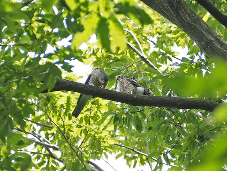 Dvdrip Banshee Season 2 S02 Avi Utorrent 2k Hd