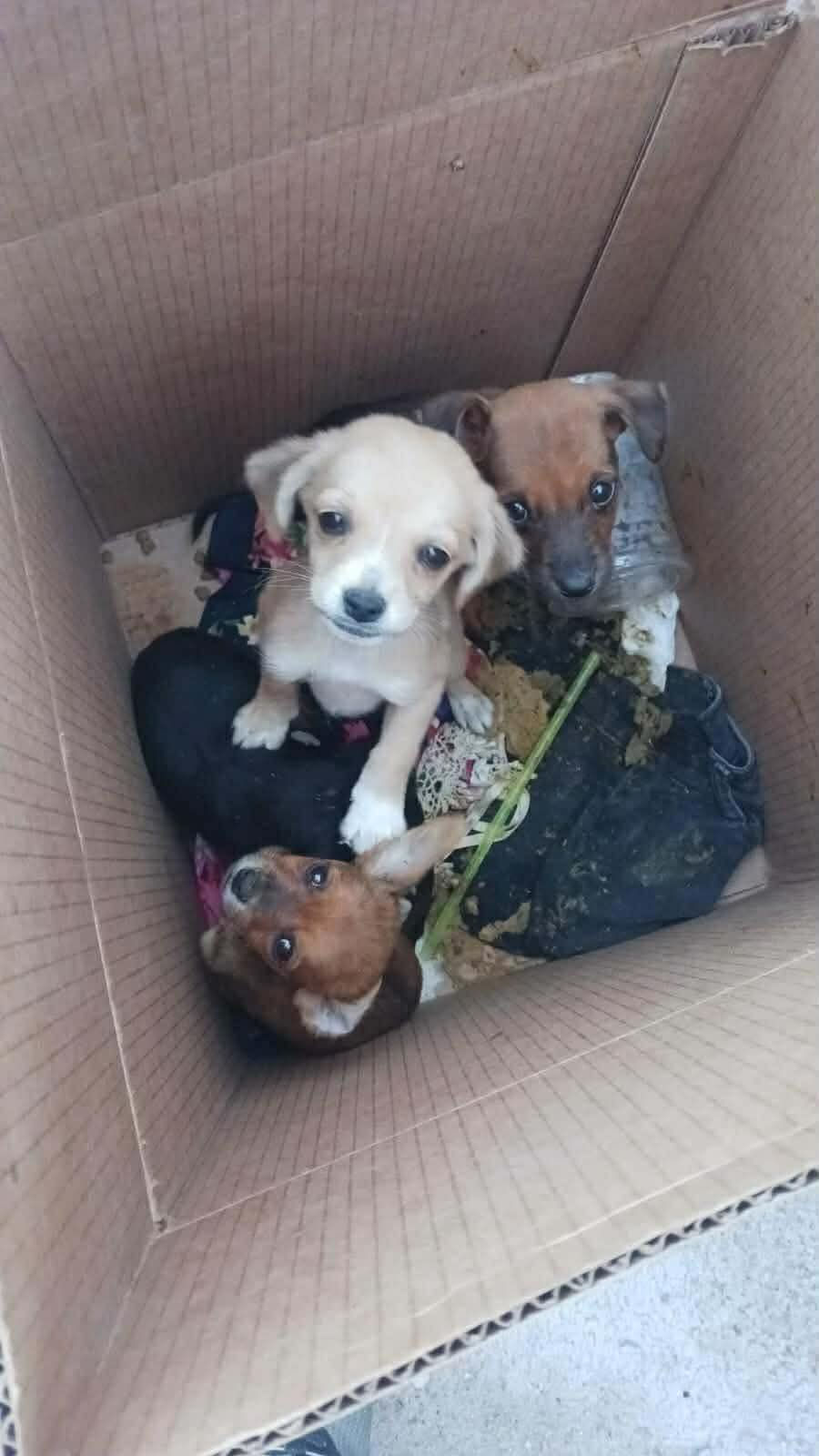 Box of Rescued Pups