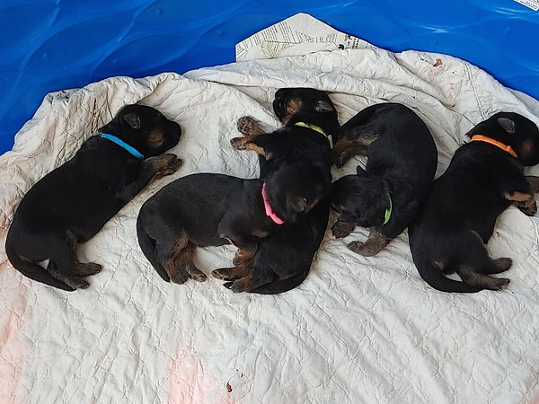 pup group 1 wk 4.2022.jpg