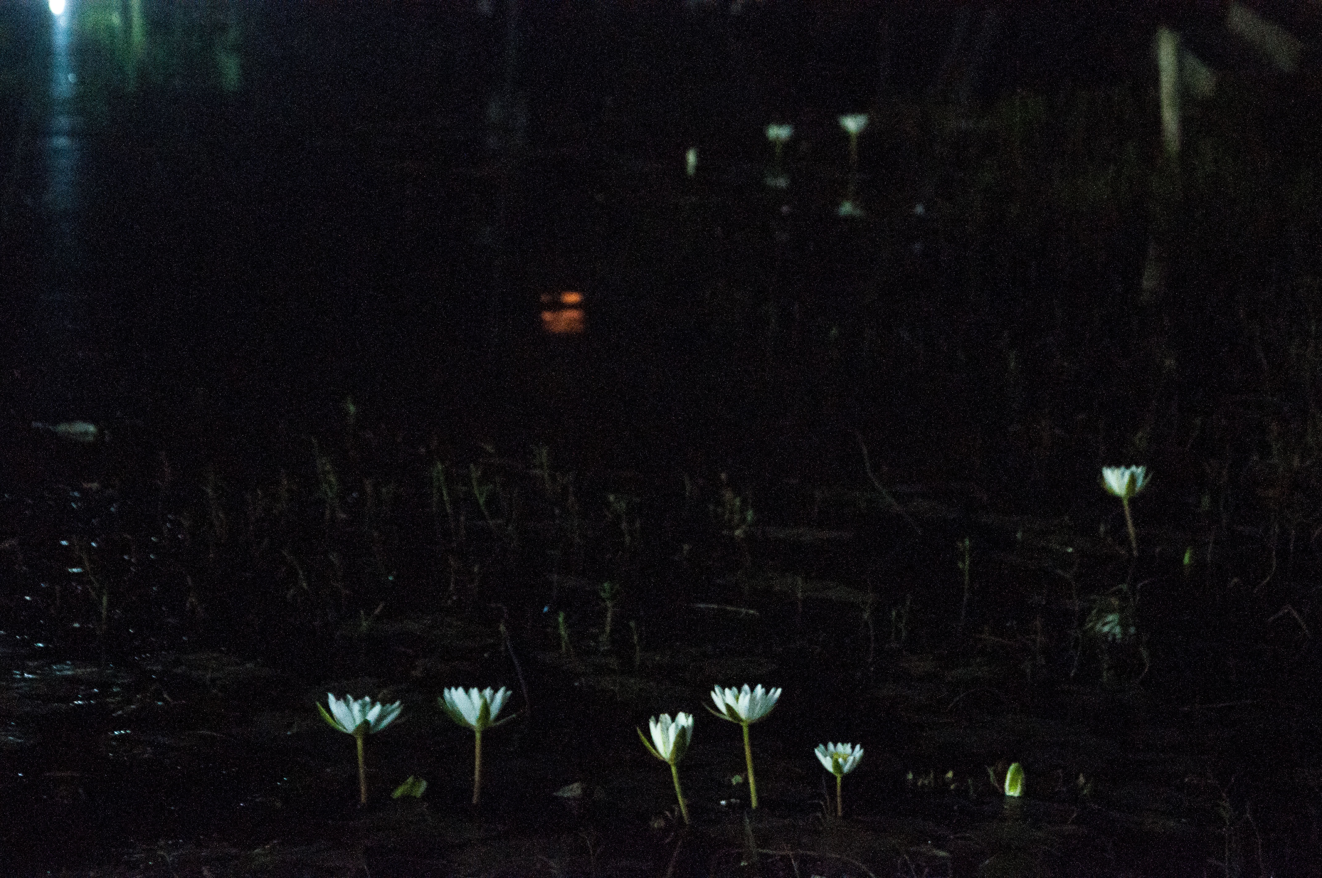 Blooming