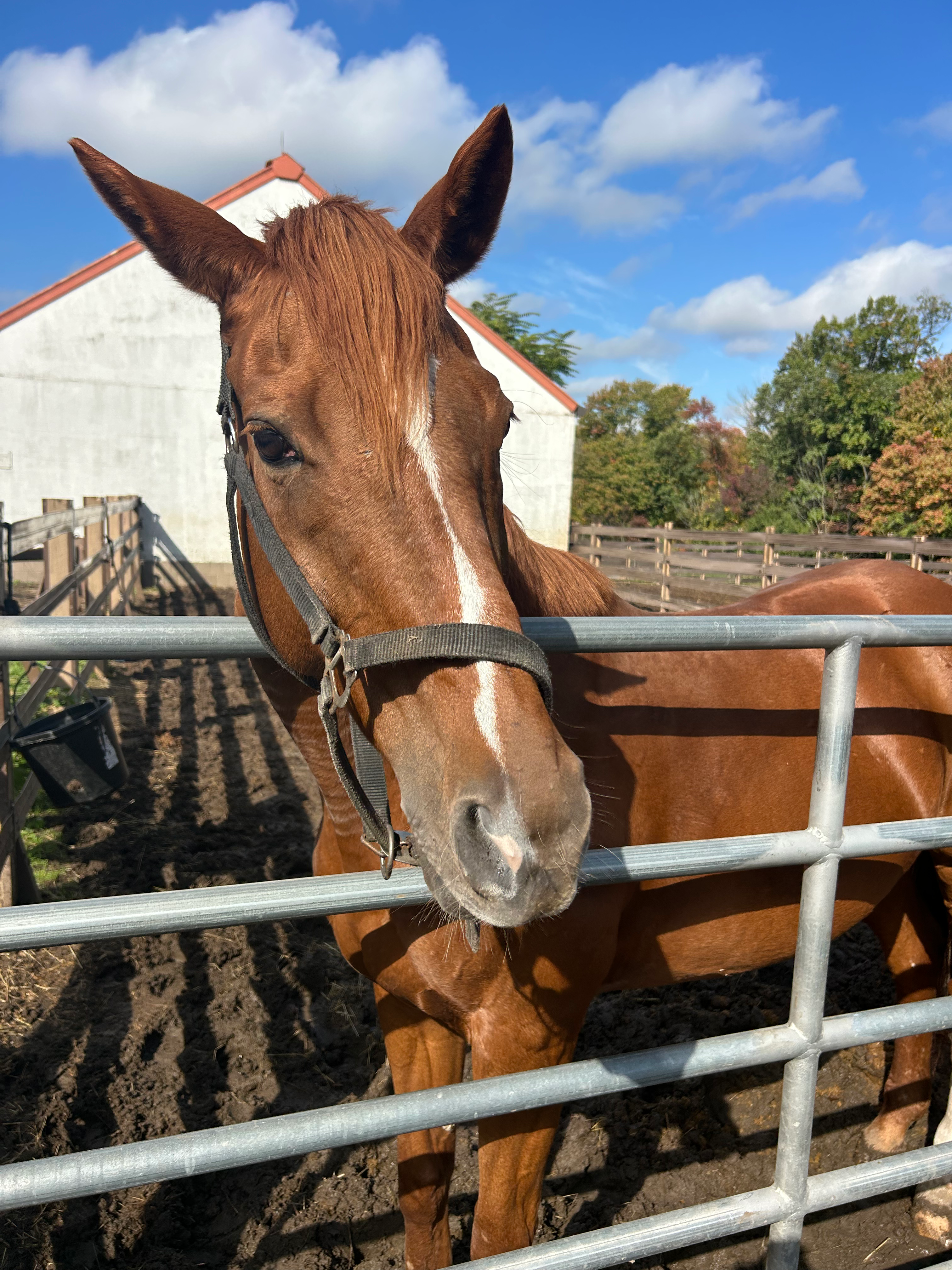 Sponsor Juno!