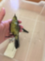 Loose left leg