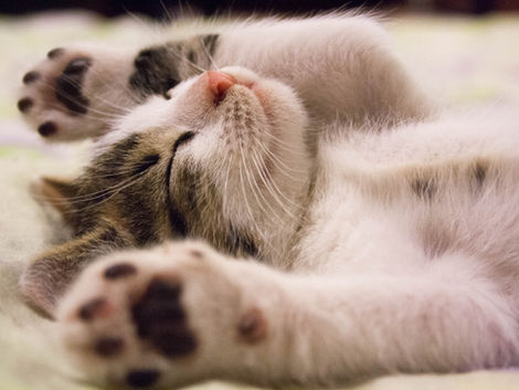 Katze eingewöhnen: So gewöhnt sich deine Katze an ihr neues Zuhause
