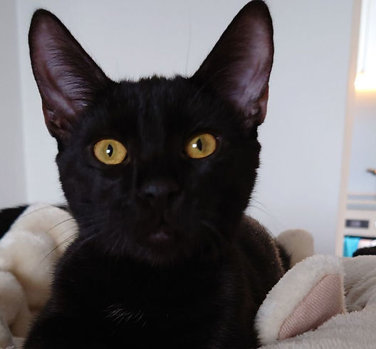 Lola.jpg