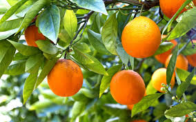 naranjas