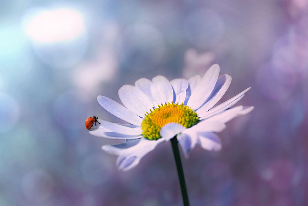 Poème Fleur de Lune