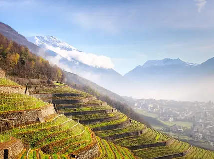 Wines of Lombardy.webp