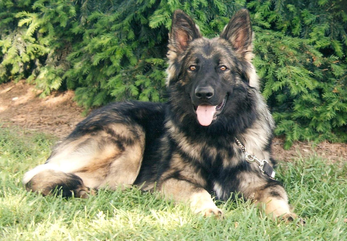 Shiloh Shepherd breeders 15 Catoctin Shilohs & Shepherds