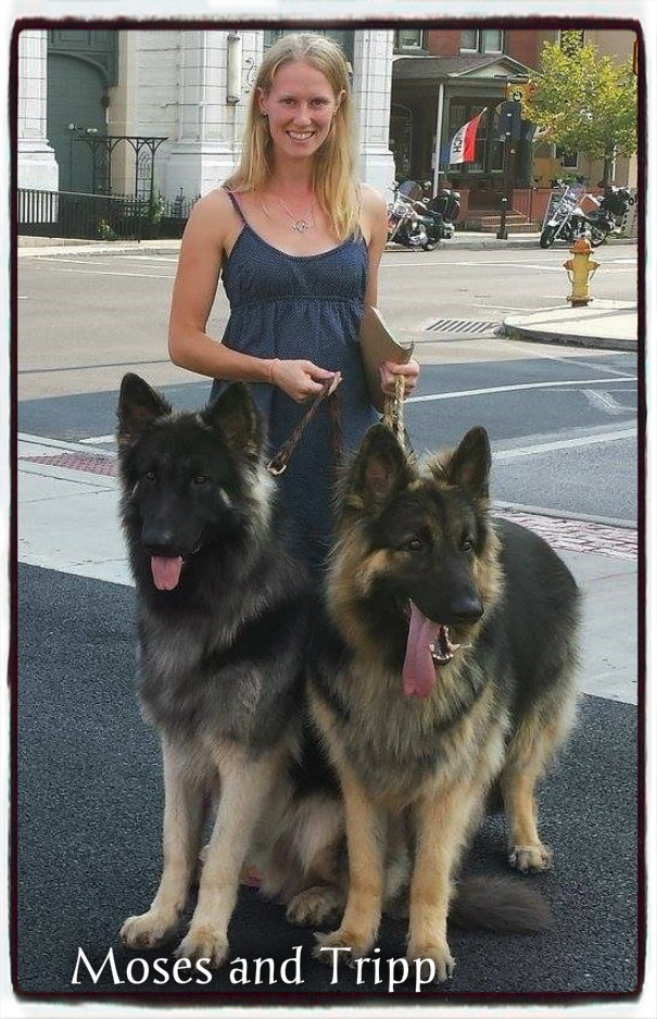 Shiloh Shepherd breeders 15 Catoctin Shilohs & Shepherds