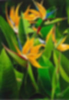 11 BIRD of PARADISE ORIGINAL SOLD --- AVAILABLE IN GICLEE  MATTED PRINTS.jpg