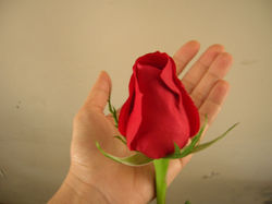 rosa-roja