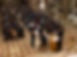 IMG_7825.jpeg
