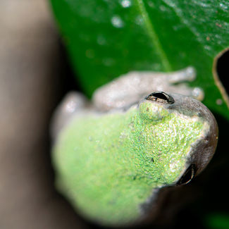 treefrog.jpg