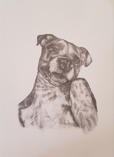 Tilly dog portrait pencil