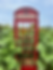 telephone-booth-in-sunflower-field