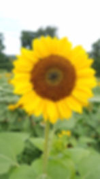 u-pick-sunflowers-field-sunflower-bloom
