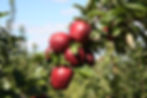 apples in an apple orchard
