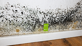 Schimmel an der Wand.png