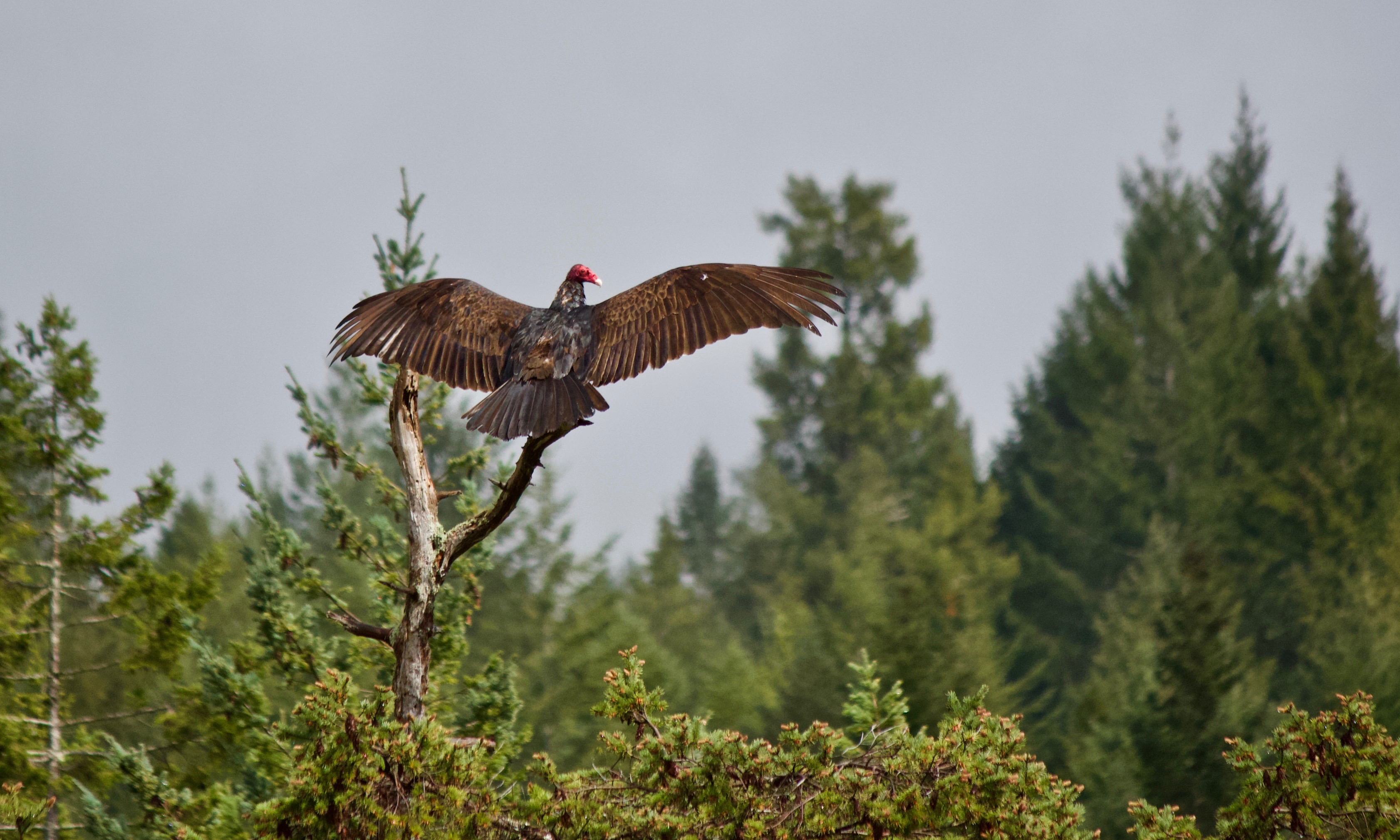 Turkey Vulture Salute